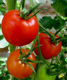 Tomate Kecskeméti K3