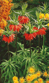 Laleaua împăratului roșie 