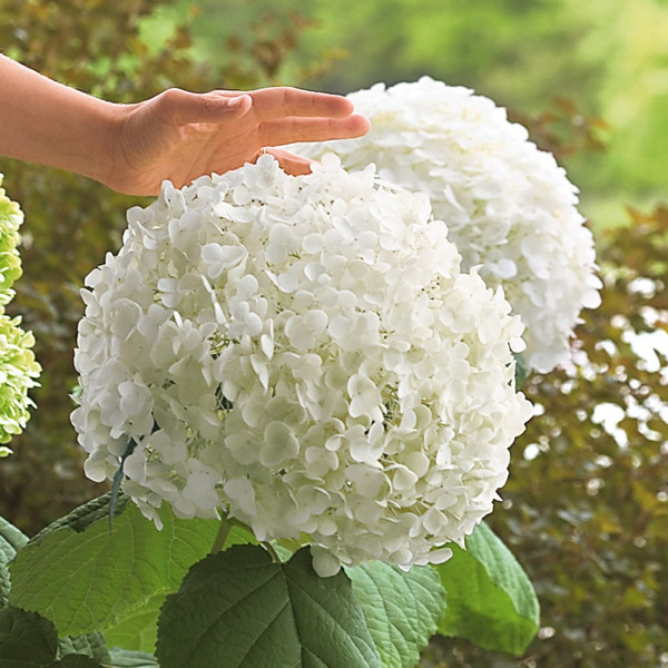 Hortensie uriaşă Incrediball