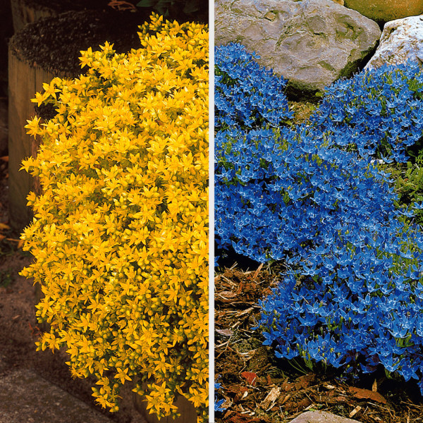 3 clopoţei şi 3 iarbă de şoaldină (6 buc)