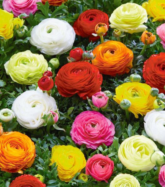 Ranunculus cu flori involte, mix de culoare (10 buc)