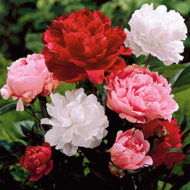 Bujor, mix de culoare (3 buc)