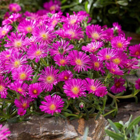 Floare de cristal Hot Pink Wonder (3 buc)