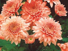 Crizantemă Shippi Apricot