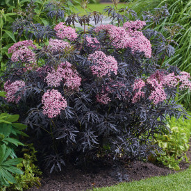 Soc negru Cherry Lace