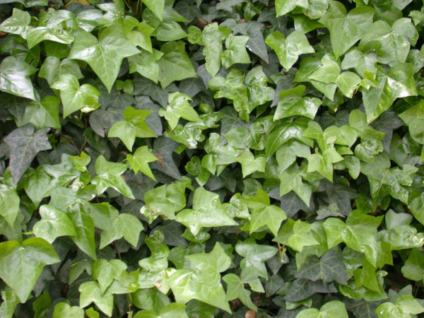 Iederă (3 buc)