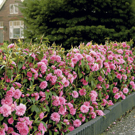 Camelia