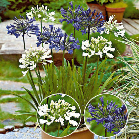 Floarea dragostei africană (4 buc)