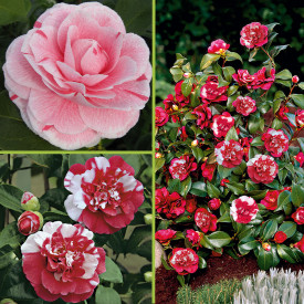 Ofertă de Camelia (2 buc)