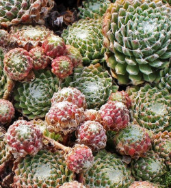 Sempervivum arachnoideum