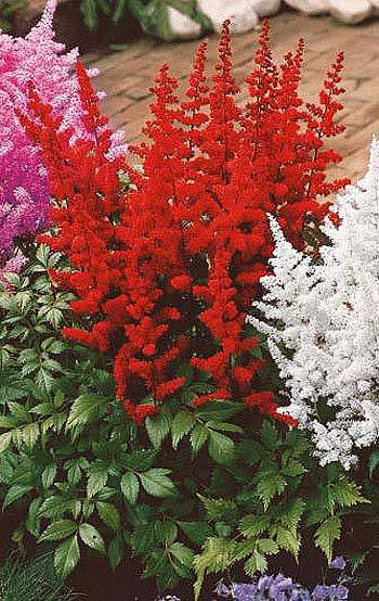Astilbe roşu închis (3 buc)