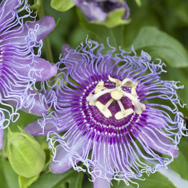 Maracuja rezistentă la îngheț Cooltropics® „Eia Popeia®”