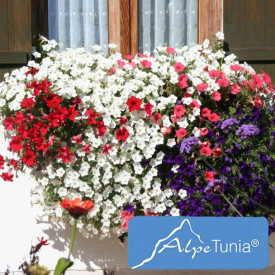 Alpetunie White (3 buc)