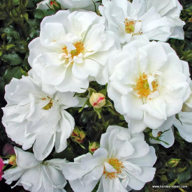 Trandafir Diamont Rigo