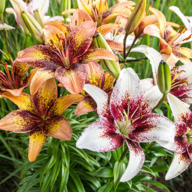 Crin Trible Party (4 buc)