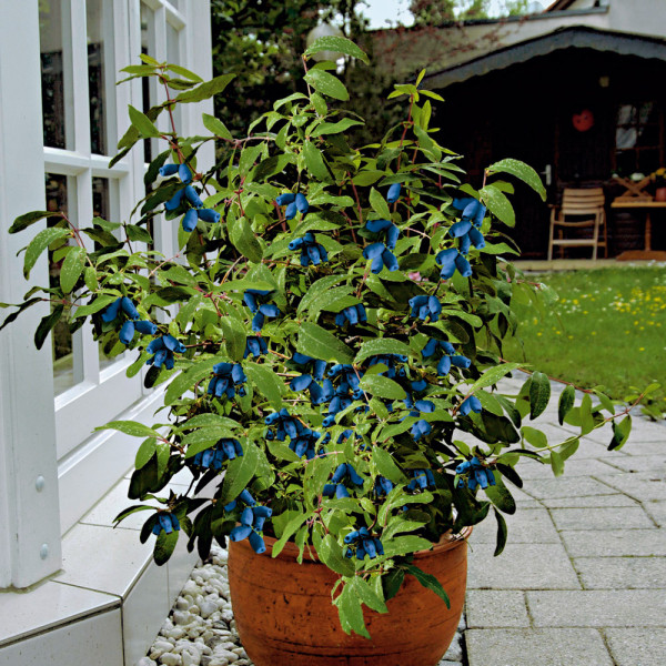 Ofertă 2 Boabe de miere (Regina, Diana)