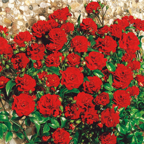 Trandafir Foc Parfumat