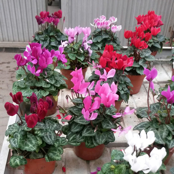 Cyclamen