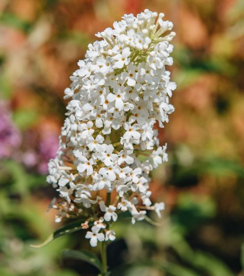 Liliac de vară cu tulpină înaltă, alb
