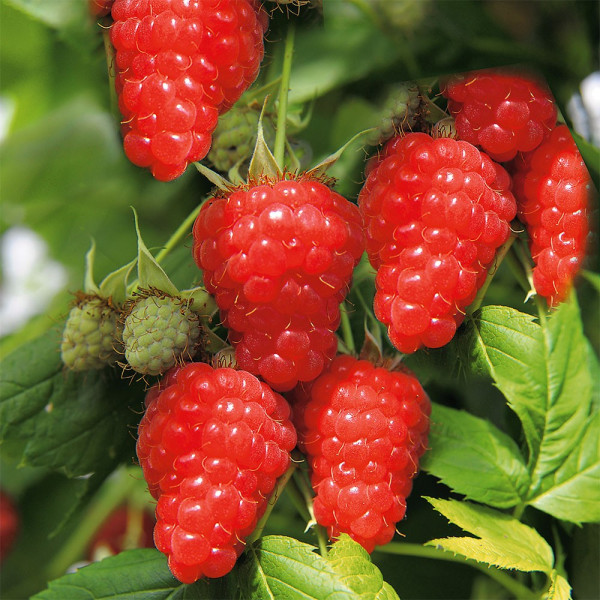 Zmeur roșu TwoTimer Sugana