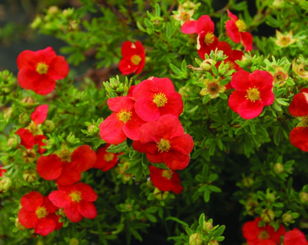 Potentilla arbustivă roșie