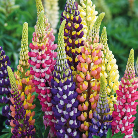 Lupin mix de culoare (5 buc)
