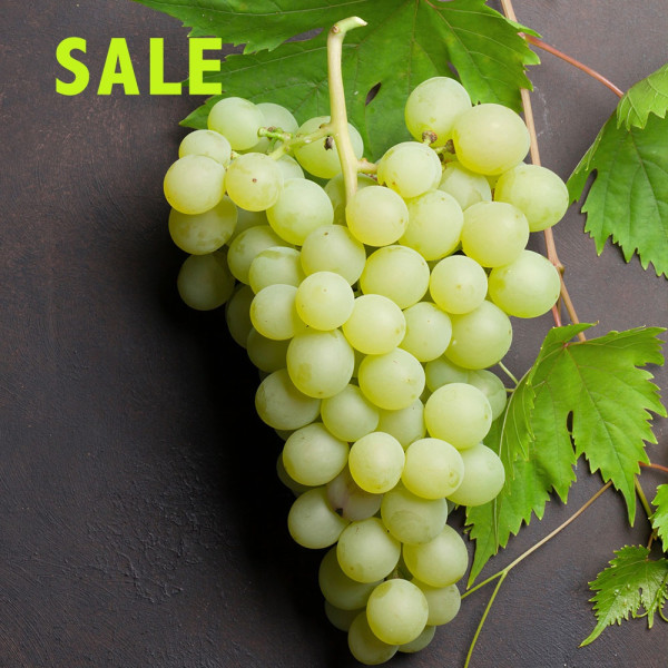 Viţă de vie albă fără seminţe Picurka