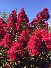 Liliac indian