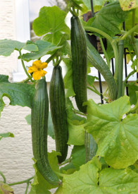 Castraveți lungi Long Star 1