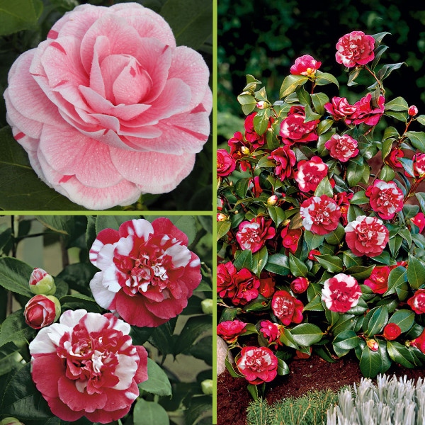 Ofertă de Camelia (2 buc)