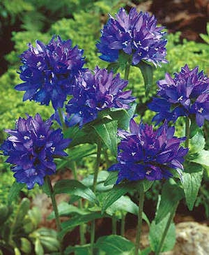 Clopoţei ghem, albaștrii (3 buc)