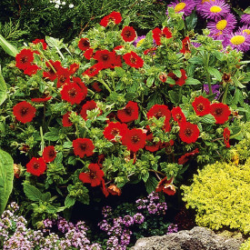 Potentila roșie (3 buc)