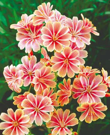 Lewisia de stâncă