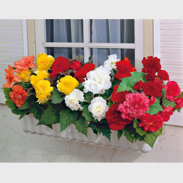 Begonii cu petale franjurate (10 buc)