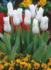 Lalele Împăratul Alb (5 buc)