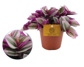 Tradescantia