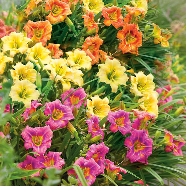 Crin de vară amestec de culoare (9 buc)