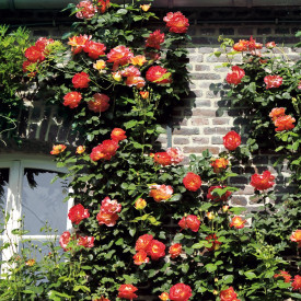 Trandafir cățărător portocaliu Abendsonne