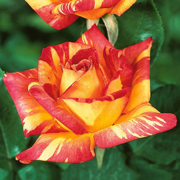 Trandafir Caribia, în ghiveci