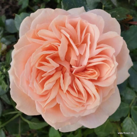 Trandafir Garden of Roses