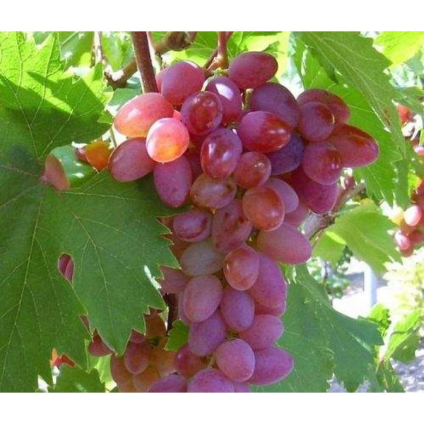 Viță de vie Jupiter