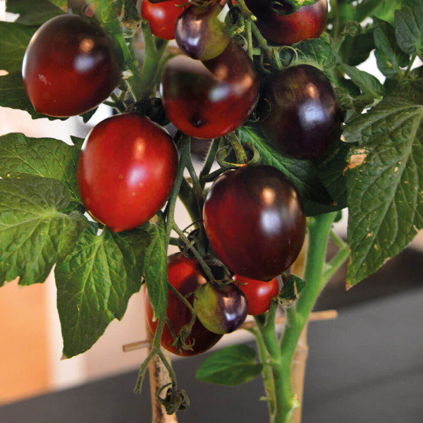 Tomate Cocktail negre