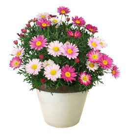 Margaretă Pink Surprise (3 buc)