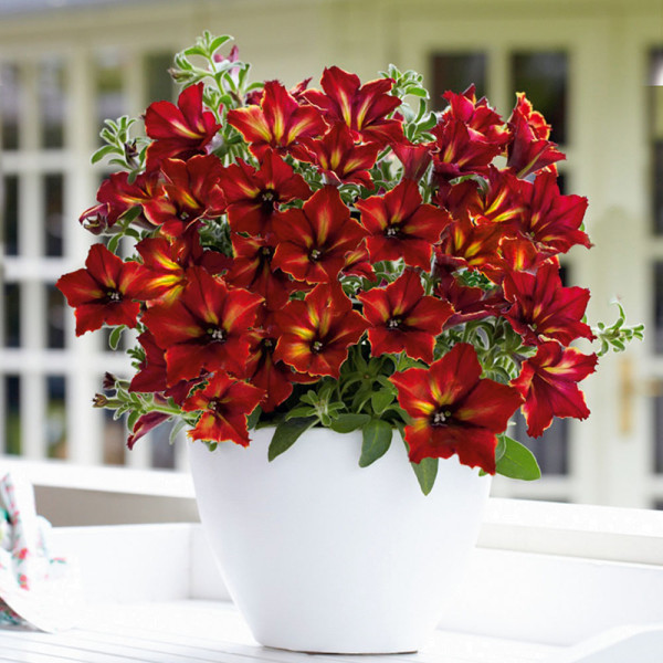 Crazytunia Mandeville (3 buc)