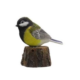 Pasăre cântătoare, Pițigoi