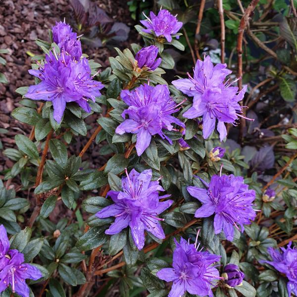 Rhododendron noapte albastră