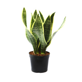 Sanseveria Future Superba