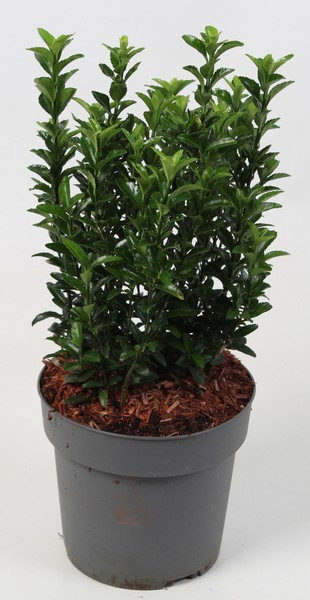 Salbă moale japoneză (3 buc)