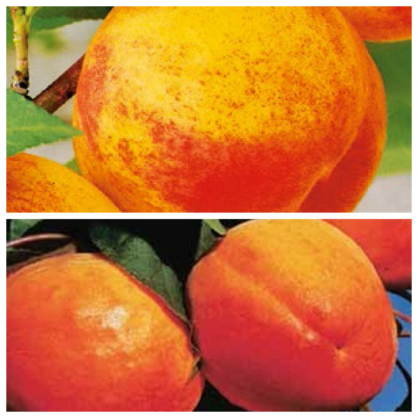 1 Champion+ 1 Uriaş de Cegled