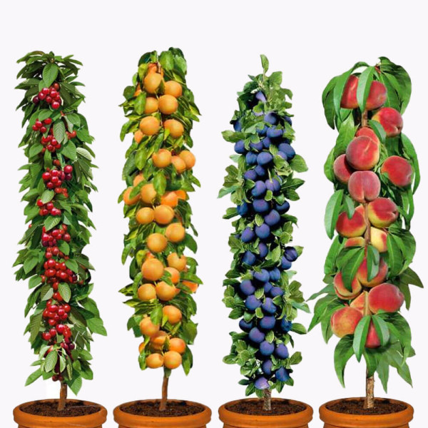 4 Pomi columnari (Aida + Queen Mary + Golden Sun + Imperial)